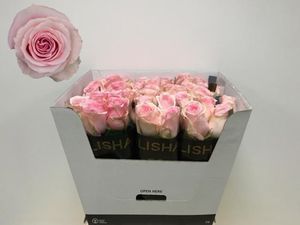 ROSE CANDY GIRL KENIA 70